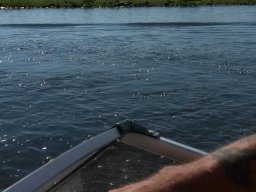 Unsere erste Bootsfahrt 2018 Dove Elbe