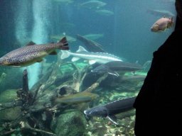 stralsund_ozeaneum_10_20190805_1198859036