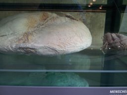 stralsund_ozeaneum_1_20190805_1092034426