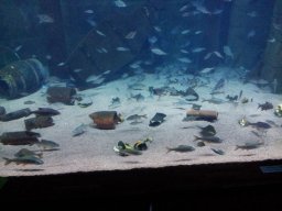 stralsund_ozeaneum_2_20190805_1157937298