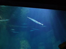 stralsund_ozeaneum_4_20190805_1159056847
