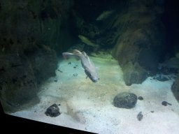 stralsund_ozeaneum_5_20190805_1726442914