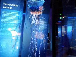 stralsund_ozeaneum_6_20190805_1497462618