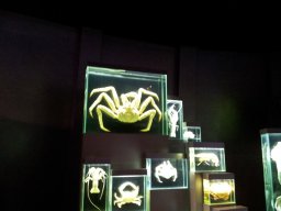 stralsund_ozeaneum_7_20190805_1372730524