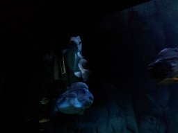 stralsund_ozeaneum_7_20190805_1901975424