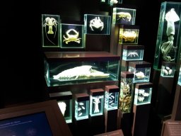 stralsund_ozeaneum_8_20190805_1824963696