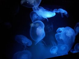 stralsund_ozeaneum_9_20190805_2079188586